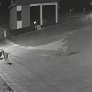 Konya’da aç kalıp mahalleye inen kurtlar eşeği parçaladı