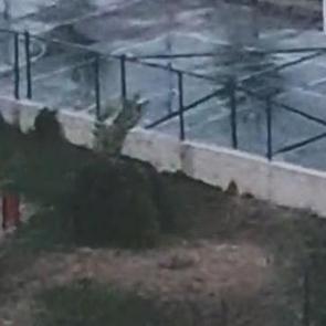 Pitbull 2 çocuğa saldırmıştı! Köpeğin tasmasız ve ağızlıksız gezdirildiği ortaya çıktı