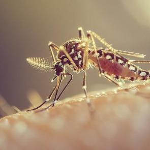 Küba'da sivrisinek kabusu! 33 kişi öldü