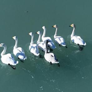 Süphan Dağı ile birleşen manzara! Kuğuların zarafetiyle süslendi