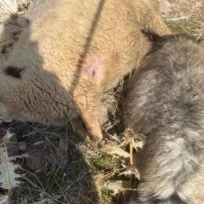 Sürüden ayrılan koyunları kurt kaptı: 28 koyun telef oldu