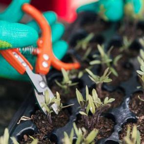 Süs Bitkisi Çoğaltma Yöntemleri