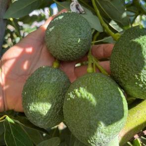 Türk çiftçisinin büyük başarısı! Alanya'yı tropikal üs haline getirdiler