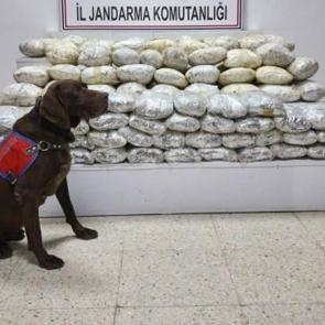 Van'da arazide 60 kilo skunk ele geçirildi