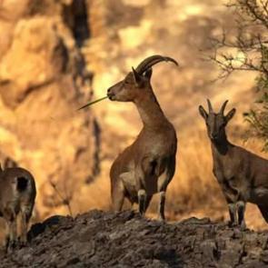 Avladığına bin pişman oldu! 953 bin TL ceza &ouml;deyecek