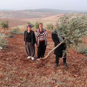 B&ouml;lge halkı k&acirc;bus gibi bir sabaha uyandı: 10 bin meyve ağacı yok oldu