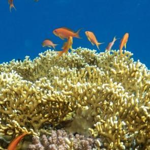 Kızıldeniz&rsquo;in renkli su altı bah&ccedil;eleri g&ouml;r&uuml;nt&uuml;lendi