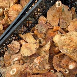 Sevenleri bayram etti! Fiyatı 300 liradan 100 liraya geriledi