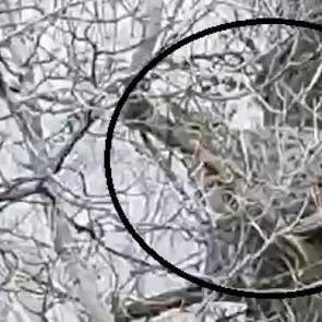 Sivas'ta g&ouml;r&uuml;nt&uuml;lendi: Avlamanın cezası 840 bin TL 