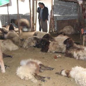 Sokak köpeklerinin saldırdığı 28 koyun öldü