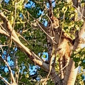 Tunceli'de g&ouml;r&uuml;nt&uuml;lenen hayvan uzmanların kafasını karıştırdı 
