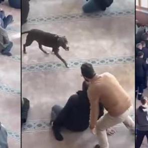 Camiye giren pitbull yakalandı, sahibi hakkında karar