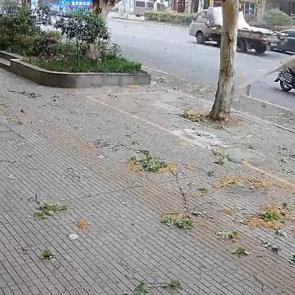 &Ccedil;in'de talihsiz kaza: Bisikletli yaşlı adamın &uuml;zerine ağa&ccedil; dalı d&uuml;şt&uuml;