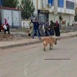 Diyarbakır'da k&ouml;pek dehşeti! 2 kişi yaralandı