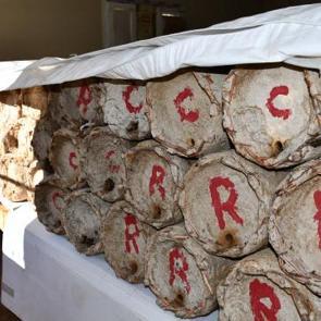 Misafir odasında muhafaza ediliyor: Kilogramı 10 bin TL