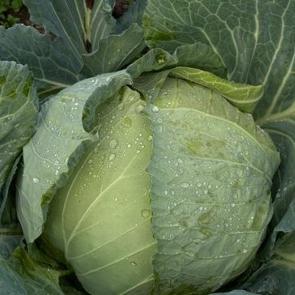 Beyaz lahana hasadı başladı: Market fiyatı tarla fiyatının d&ouml;rt katı 