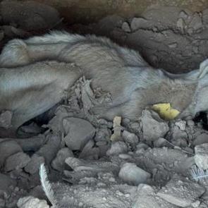 Skandal g&ouml;r&uuml;nt&uuml; Denizli'den: &Ouml;len hayvanlar diğer hayvanlara yedirildi 