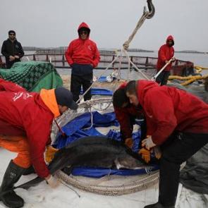 Elazığ'daki tesis havyarda &uuml;retim &uuml;ss&uuml; olmak i&ccedil;in &ccedil;alışıyor