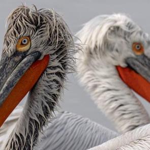 Pelikanların nesli tehlike altında olan t&uuml;r&uuml; g&ouml;r&uuml;nt&uuml;lendi