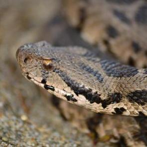 &Ccedil;ankırı'da ilk kez kayda ge&ccedil;ti! Zehirli t&uuml;r bir metre boyunda 