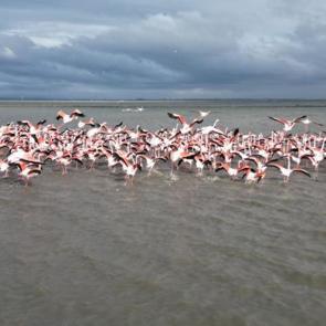 Enez Gala G&ouml;l&uuml; flamingolara ev sahipliği yapıyor!