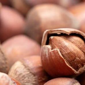 Fındık fiyatları y&uuml;kselişe ge&ccedil;ti