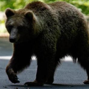Japonya'da ayı saldırılarına karşı yapay zeka destekli takip sistemi