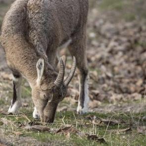 Tunceli'de zirvelerden inen yaban ke&ccedil;ileri &Ccedil;emişgezek il&ccedil;esinde g&uuml;venle yaşıyor