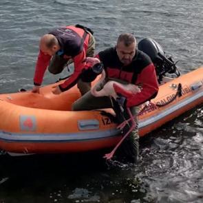 İzmir'de sorumsuzluk can yaktı: Yaralı flamingo kurtarıldı