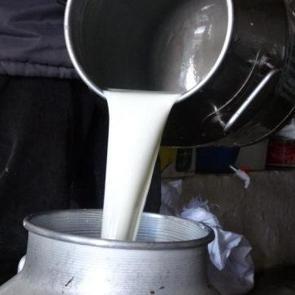 &Ccedil;iğ s&uuml;t fiyatları belli oldu!