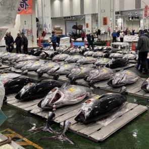 Rekor tazelendi! Dev orkinos 3,2 milyon dolara satıldı