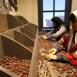 Fındığın &ouml;yk&uuml;s&uuml; bu m&uuml;zede! 14 bin 550 kişi gezdi