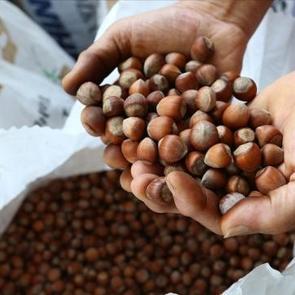 Fındıkta b&uuml;y&uuml;k hareketlilik! İşte borsadaki son durum!