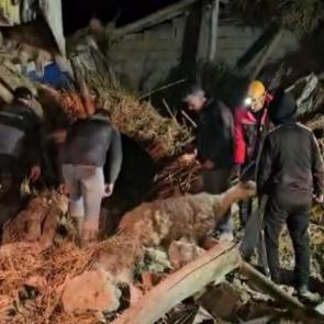 Aksaray&rsquo;da mandıra &ccedil;&ouml;kt&uuml;, &ccedil;ok sayıda hayvan telef oldu