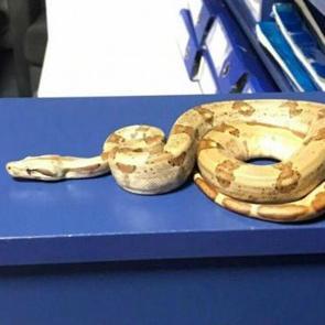 Kafeye mısır yılanı ile gitti; 11 bin 977 TL ceza yedi