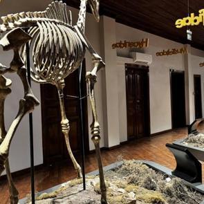 Milyon yıllık fosiller bu m&uuml;zede! 39 bine yakın ziyaret&ccedil;i &ccedil;ekti