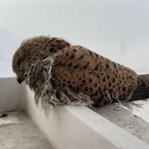 Hakkari'de kahreden manzara: Donarak telef oluyorlar