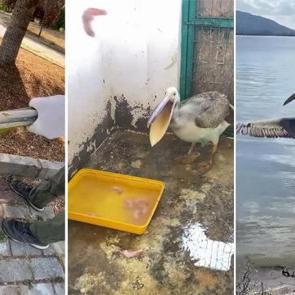 Ak pelikan doğaya d&ouml;nd&uuml;