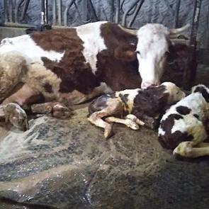 Besici, 15 g&uuml;n arayla &ouml;nce kahroldu sonra sevin&ccedil;ten havalara u&ccedil;tu