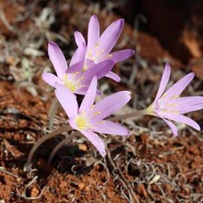 Dokunmak bile cesaret ister: Renklerine aldanıp koparmayın! Cezası cep yakıyor