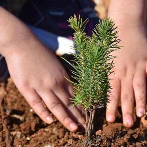 En &ccedil;ok ağa&ccedil;landırma yapan &uuml;lkeler arasında Avrupa'da 1, d&uuml;nyada 4'nc&uuml; sıradayız!
