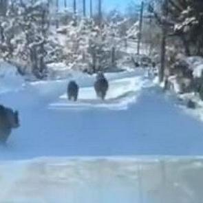 G&ouml;ren telefonuna sarıldı! Kış uykusuna yatmadılar, aile boyu gezmeye &ccedil;ıktılar!