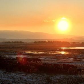 H&uuml;rmet&ccedil;i Sazlığı&rsquo;ndaki yılkı atları g&uuml;n batımında g&ouml;r&uuml;nt&uuml;lendi