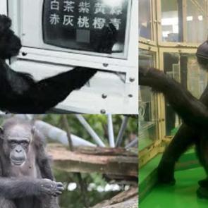 D&uuml;nyanın en dahi şempanzesi &ouml;ld&uuml;