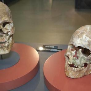 Samsun m&uuml;zelerini 800 bin kişi gezdi! 5 bin yıllık kafatası dikkat &ccedil;ekti