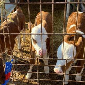 Edirne'de tek doğumda &uuml;&ccedil; bayram sevinci yaşayan besiciye bir m&uuml;jde daha