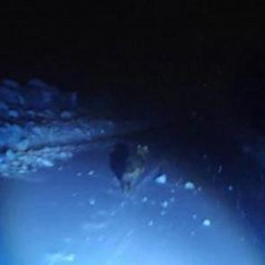 Muş'ta kurt saldırısı! Canını b&ouml;yle kurtardı: Panik anlar kamerada 