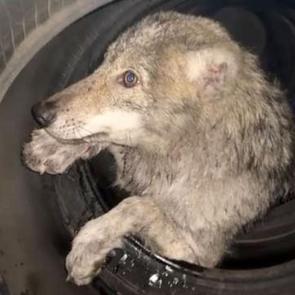 Bing&ouml;l'de yolunu şaşıran kurt girdiği d&uuml;kkanda panik yarattı