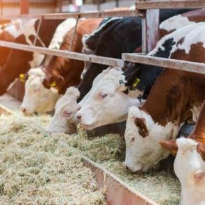&Ccedil;ok nadir g&ouml;r&uuml;l&uuml;yor! Edirne'de besicinin y&uuml;z&uuml;n&uuml; mucize doğum g&uuml;ld&uuml;rd&uuml;
