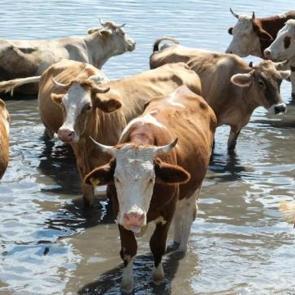 Eskişehir'de 22 b&uuml;y&uuml;kbaş hayvanını satan besici dolandırıldı